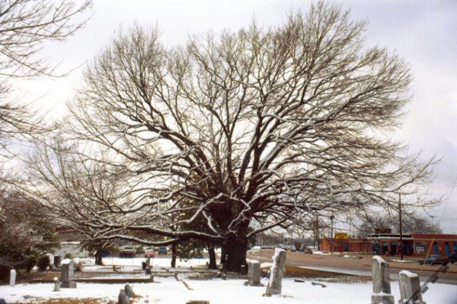Cemetery Oak